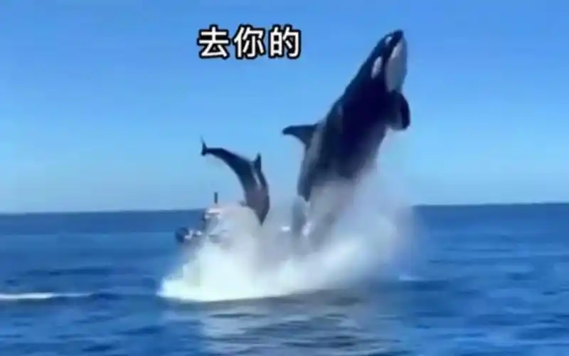 海洋霸主虎鲸,猎杀大白鲨,路过的海豹都被拍飞.