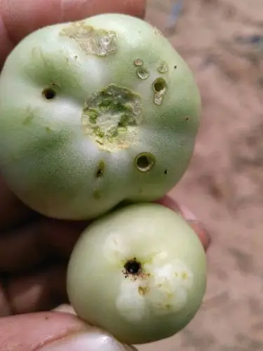 西红柿有虫,如图