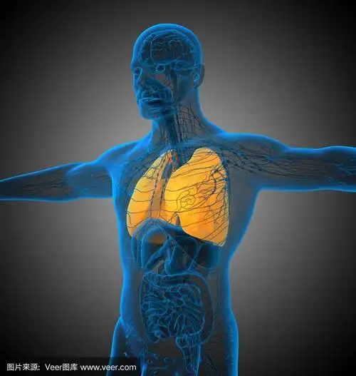 人类肺脏,三维图形,健康保健,支气管,垂直画幅