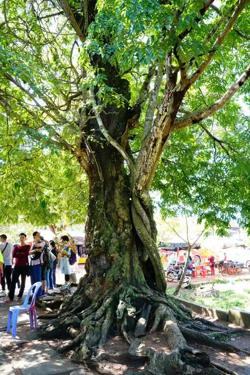 非常珍贵的"红花梨"树,一寸树木一寸金.