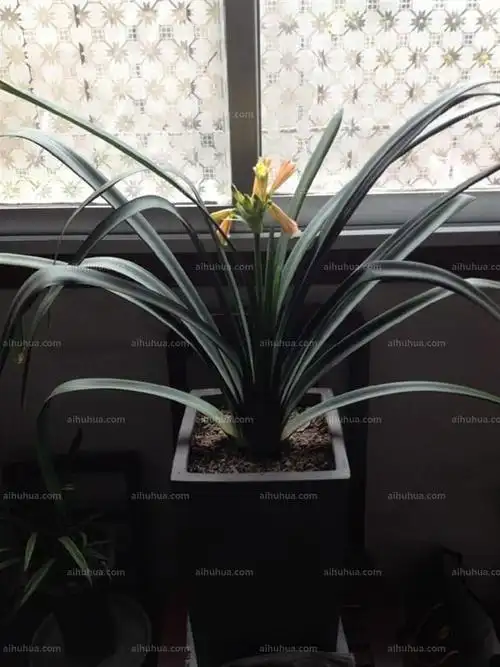 细叶君子兰图片_夏季的细叶君子兰图片大全 - 花卉网