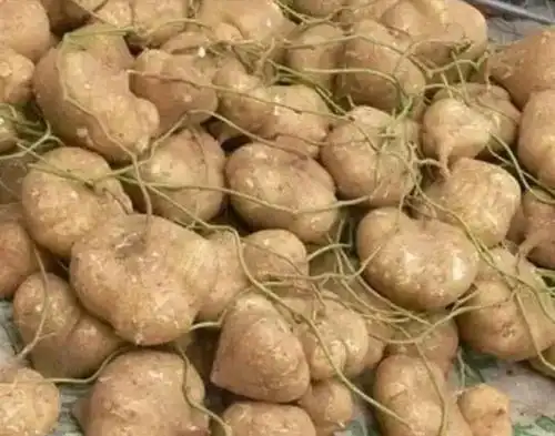 【健康】江门的菜市场都有它的身影,很多人都吃却不知道它的功效..._