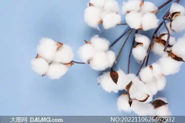 几朵白绒绒的棉花特写摄影高清图片_大图网图片素材