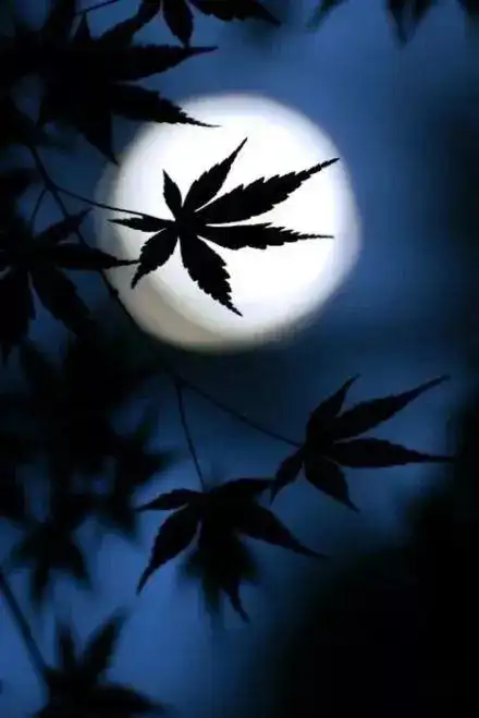 清风明月是最浪漫的事