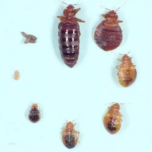 内江隆昌除四害价格-内江除四害-四害防治服务中心-四