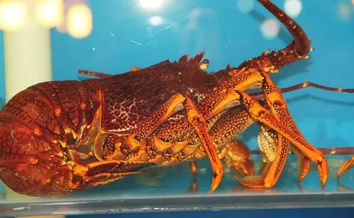 岛礼 龙虾 澳洲龙虾 鲜活海鲜 虾 大龙虾 1-3斤/只