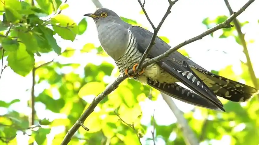 清明时节布谷鸟来到山村高声鸣叫布谷布谷提醒人们播种