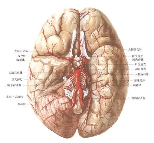 硒可提高红细胞携氧能力,增高血氧浓度,减轻因抽烟或空气污染形成的