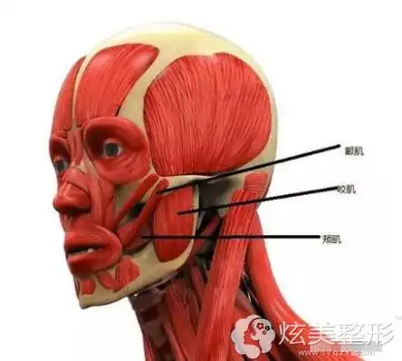 面部颧肌,颊肌,咬肌位置分布