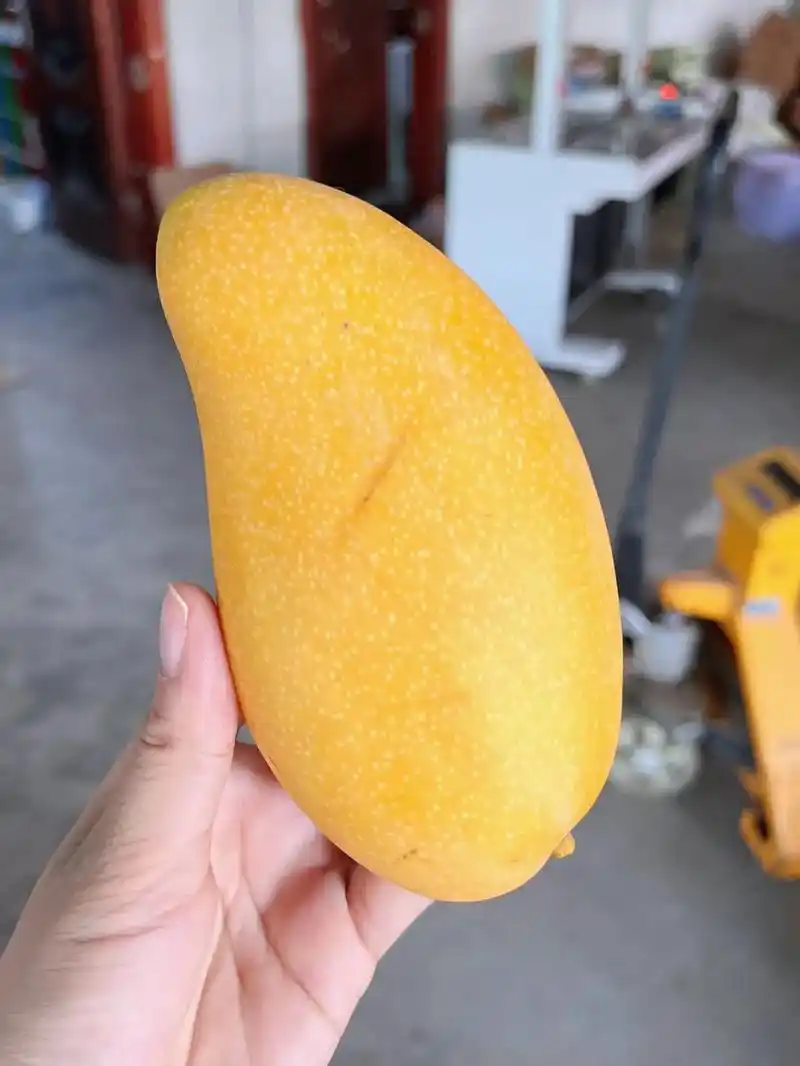 海南金煌芒发货验货中,抽查严控品质,之前有客户反馈收到太熟了 - 抖