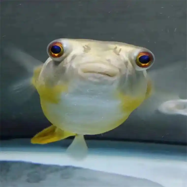 我的斑马狗头鱼苗到啦!色彩斑斓,活泼可爱,真的太可爱啦!养起 - 抖音