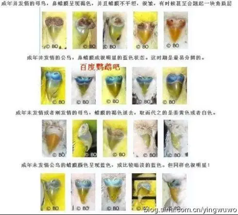 这两个虎皮鹦鹉哪个是公哪个是母?