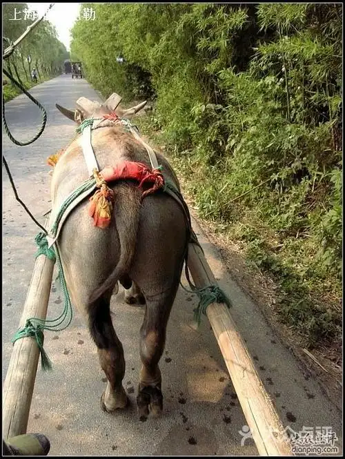 双溪漂流双溪景区-篝火晚会图片-北京漂流-大众点评网