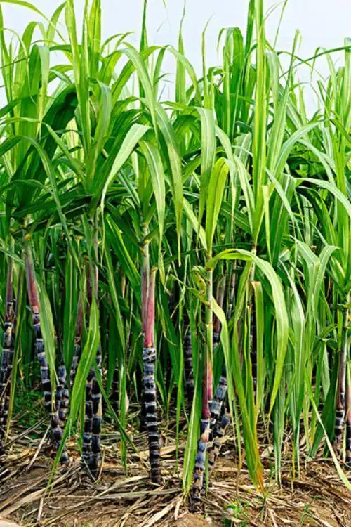 甘蔗生理成熟有什么特征?