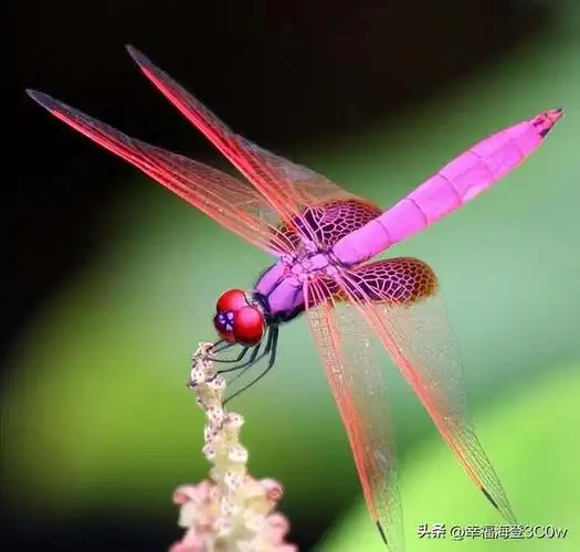 多种史前生物尸体现身北极