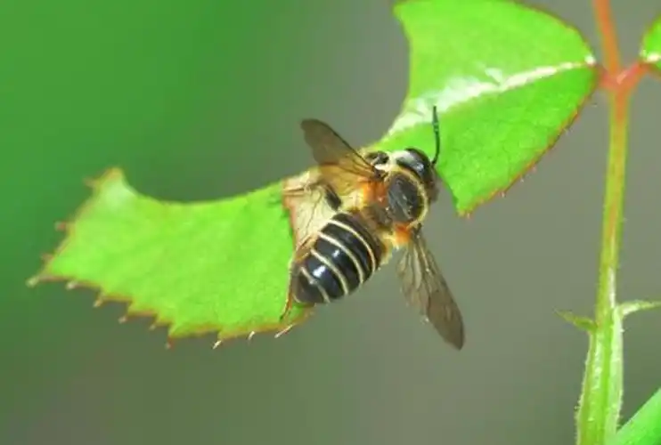 月季叶片杀手切叶蜂如何佛系对待