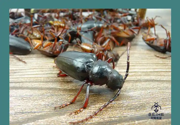有仁堂沂蒙特产山山牛山水牛食用昆虫山虫牛公母水牛子生鲜冷冻运输
