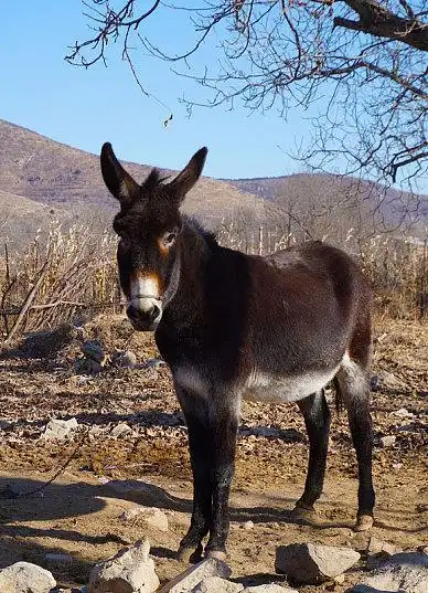 毛驴图片_毛驴高清图片_全景视觉