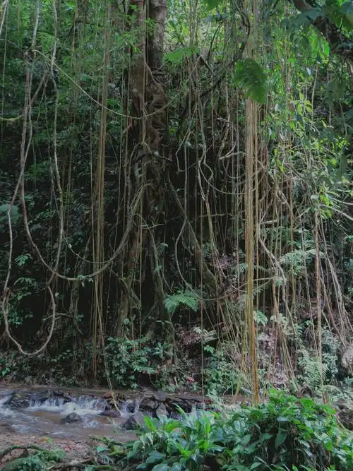 瑞丽扎朵热带雨林[1] - 美篇