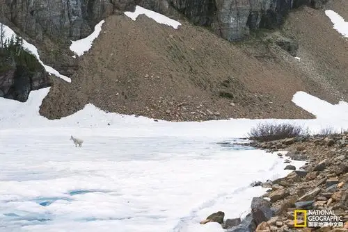 如履薄冰,一只山羊走到了iceberg lake的冰面上
