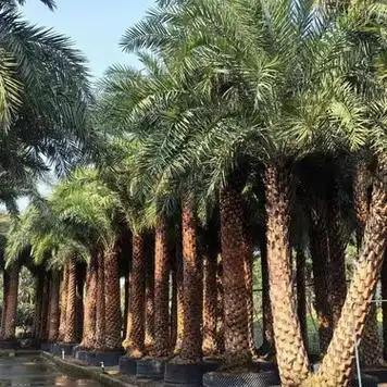 斜杆中东海枣 弯杆银海枣 规格齐全园林绿化景观工程树 苗圃供应 - 爱