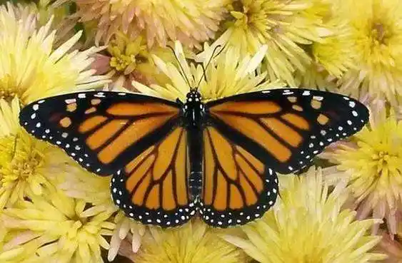 美国国蝶蝶中学霸帝王斑蝶