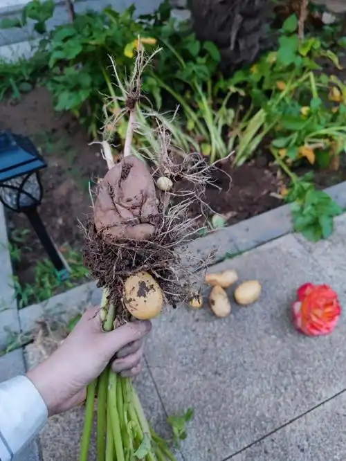 发芽的土豆不要丢掉09