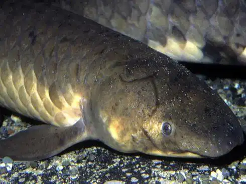 硬骨鱼纲肉鳍亚纲