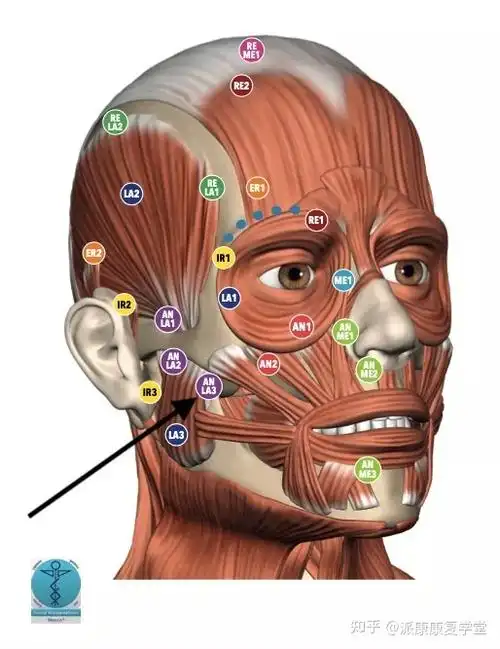 国际讲师案例分享丨意大利筋膜手法治疗颞下颌紊乱综合征