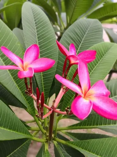 茂名市职业技术学院中的鸡蛋花粉红得诱人