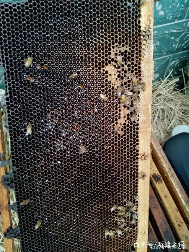 中蜂烂子病的症状,特点,诱因以及防治的几种方法