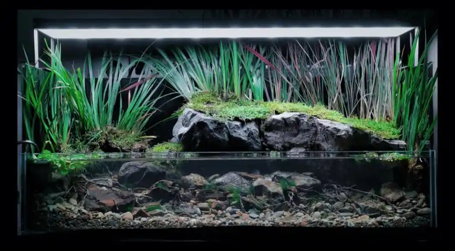 浅溪生境原生水陆造景缸