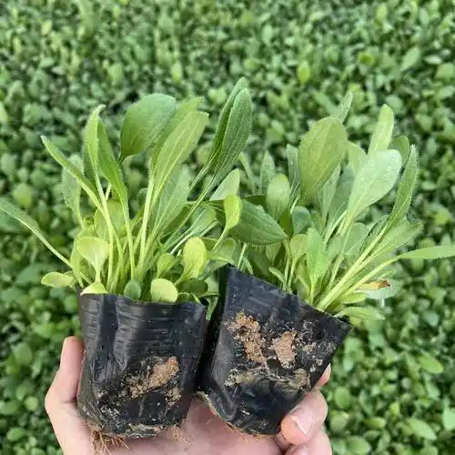 [黑心菊苗批发]黑心菊苗 黑心菊价格0.17元/棵 - 惠农网