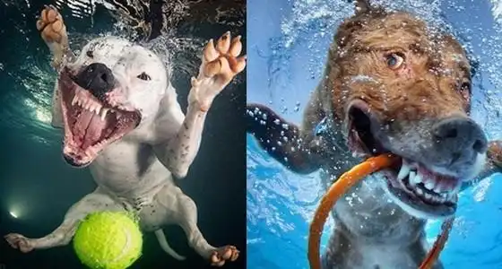 一五张狗狗爆笑潜水照,尤其第七张,让人笑到胃抽筋!