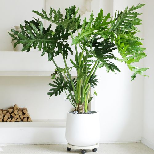 大绿植客厅观叶植物