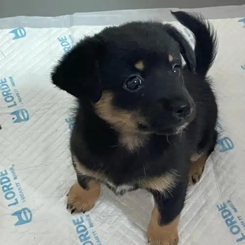 杭州铁包金小狗无偿找领养