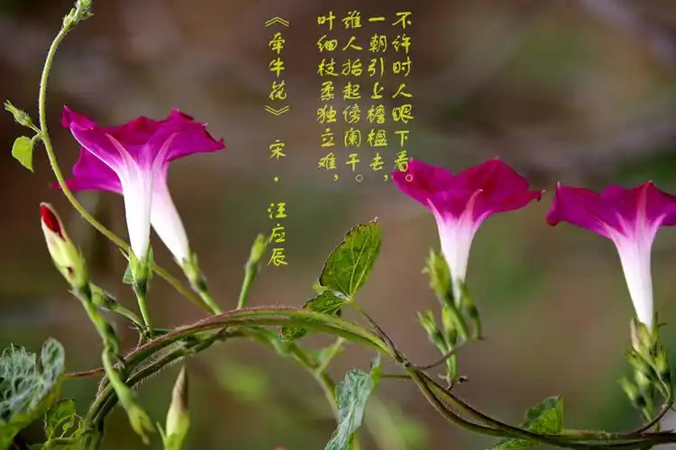 牵牛花――爱情之花