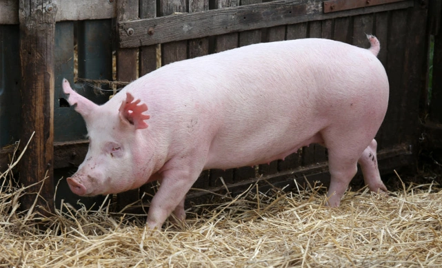 12月17日,猪价涨势收窄,屠企压价势头反弹,猪价危险即将下行?