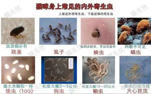 最专业的宠物猫驱虫寄生虫分类详解,猫咪感染不同寄生虫症状