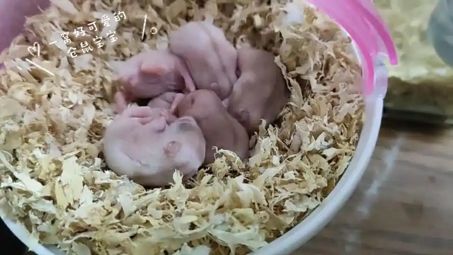 自家仓鼠妈妈生的宝宝!969696