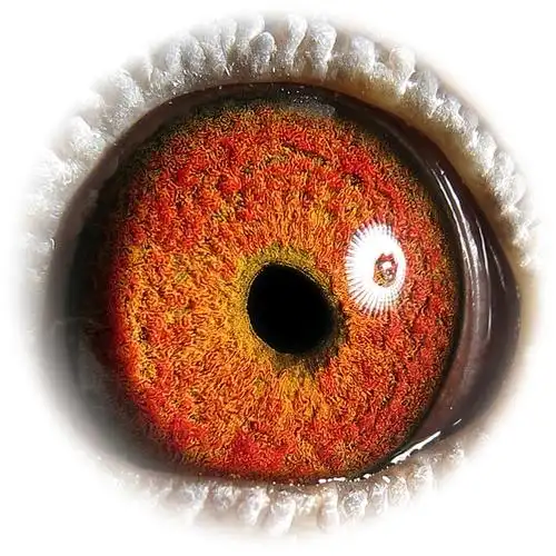 信鸽特征                 编 号: 170167               鸽 名: 胡本