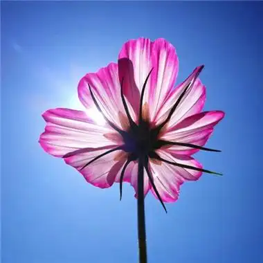 2018专属微信最吉利的好看头像 旺运头像图片2018年花草