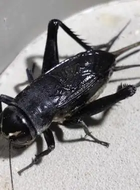 活虫活体玉眼黑虫缎子青野生油葫芦