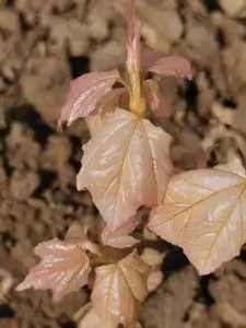 日本正宗原生圆叶宫样枫扦插苗,宫祥枫,单杆,双杆!