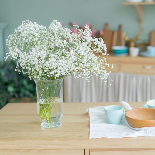 乐作flora|鲜花云南直发满天星鲜切花1束任意2扎顺丰空运包邮已售 39