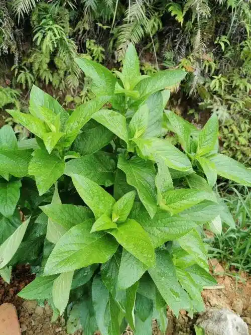 药店里很贵的玄参自家花盆就种满省了老多钱