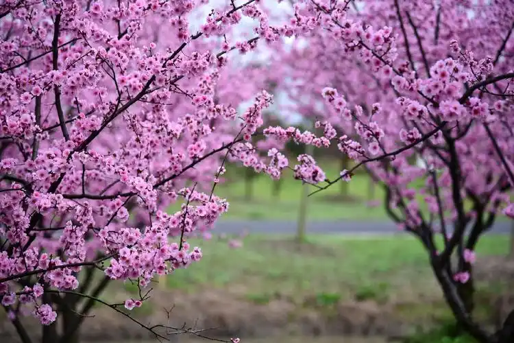 标题:粉色情怀美人梅