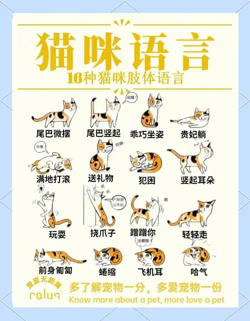 秒懂猫咪16种肢体语言,轻松沟通无障碍
