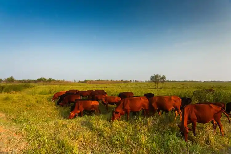 中国本地黄牛品种超过40种,其中5种名气大