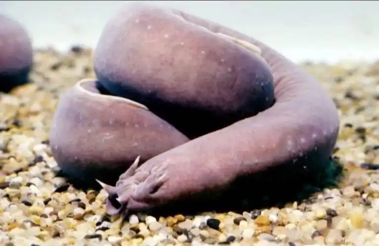 地球上最恐怖的鱼有胆子进来看看